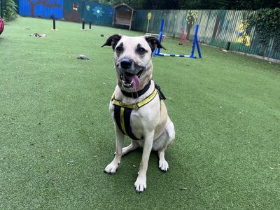 Evelyn | Crossbreed | Ilfracombe - 2