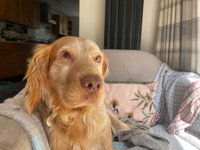 Robbie | Spaniel (Cocker) | Newbury (Berkshire) - 2