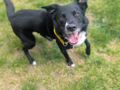 Doug | Collie (Border) Cross | Bridgend (Wales) - 3