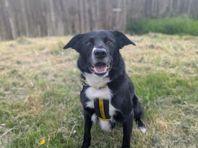Doug | Collie (Border) Cross | Bridgend (Wales) - 5