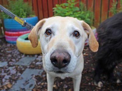 Piper | Rhodesian Ridgeback Cross | Glasgow - 3