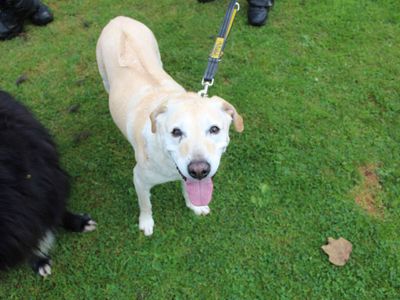 Piper | Rhodesian Ridgeback Cross | Glasgow - 1