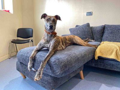 Jeffrey | Greyhound | Darlington - 3