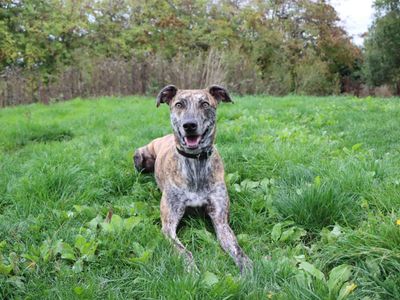 Jeffrey | Greyhound | Darlington - 3
