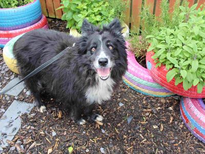Trooper | Collie (Border) | Glasgow - 2