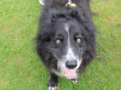 Trooper | Collie (Border) | Glasgow - 3