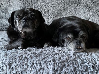 Jack | Pug Cross | West Calder (Edinburgh) - 3