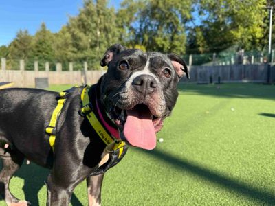 Nova | Terrier (Staffordshire Bull) Cross | Glasgow - 3