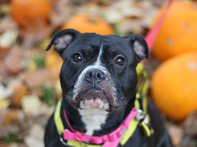 Nova | Terrier (Staffordshire Bull) Cross | Glasgow - 5