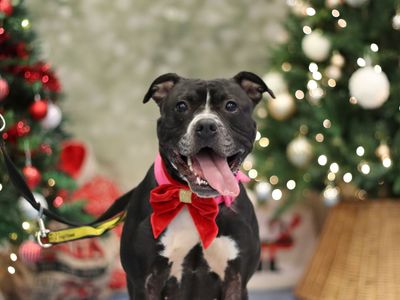 Nova | Terrier (Staffordshire Bull) Cross | Glasgow - 3