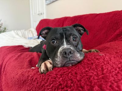 Nova | Terrier (Staffordshire Bull) Cross | Glasgow - 2