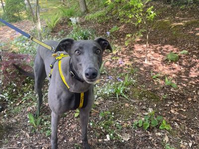 Lewis Longlegs | Greyhound | West Calder (Edinburgh)