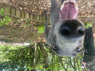 Lewis Longlegs | Greyhound | West Calder (Edinburgh) - 3