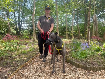 Lando Longlegs | Greyhound | West Calder (Edinburgh) - 3