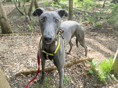 Lando Longlegs | Greyhound | West Calder (Edinburgh) - 1
