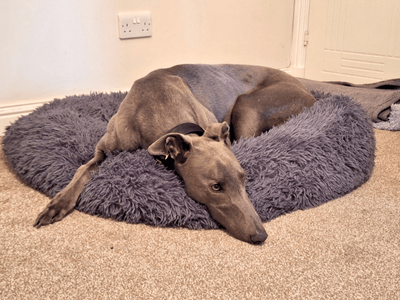 Lando Longlegs | Greyhound | West Calder (Edinburgh) - 3