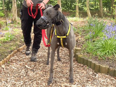Lando Longlegs | Greyhound | West Calder (Edinburgh) - 5