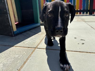 Coffee Litter | Italian Corso Dog Cross | Canterbury - 5