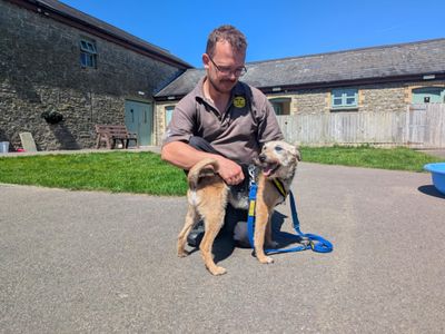 Louis | Terrier (Jack Russell) | Bridgend (Wales) - 5