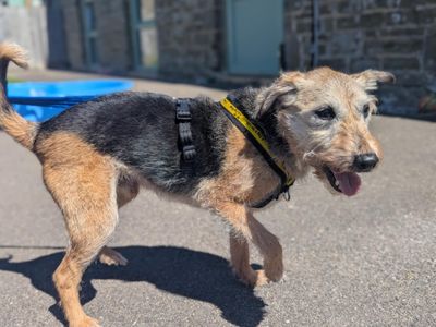 Louis | Terrier (Jack Russell) | Bridgend (Wales) - 3