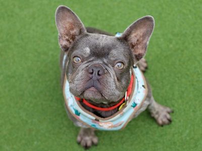 Nala | French Bulldog | Leeds - 3