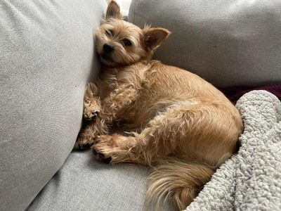 Rupert | Shih Tzu Cross | Evesham (Worcestershire) - 3