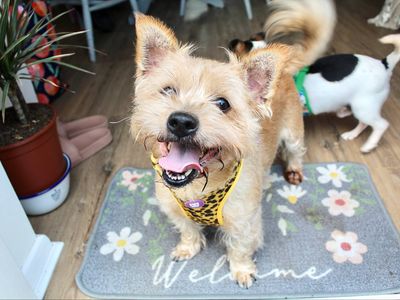 Rupert and Obi | Terrier (Jack Russell) Cross | Evesham (Worcestershire) - 3