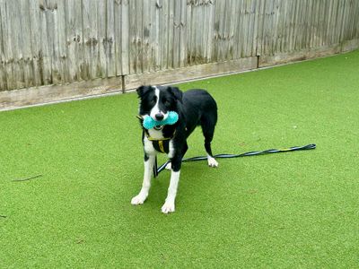 Forest | Collie (Border) | Canterbury - 2