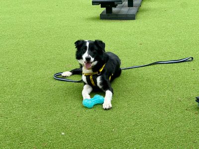 Forest | Collie (Border) | Canterbury - 3