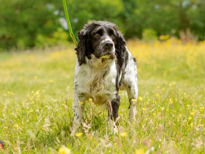 Sam | Spaniel (Cocker) | Kenilworth (West Midlands) - 3