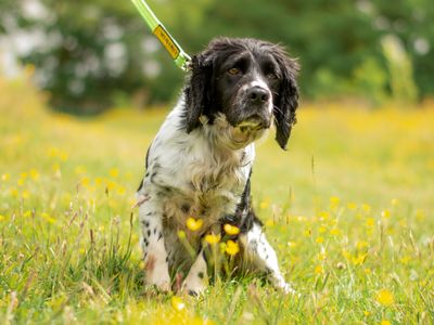 Sam | Spaniel (Cocker) | Kenilworth (West Midlands) - 2