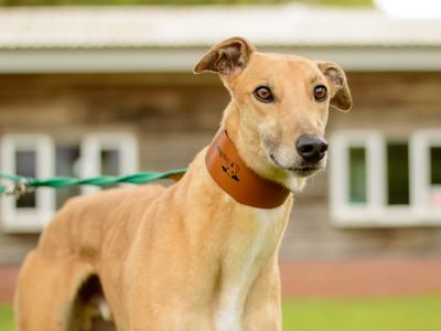 Cornbread | Greyhound | Kenilworth (West Midlands) - 5