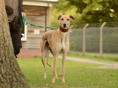 Cornbread | Greyhound | Kenilworth (West Midlands) - 3