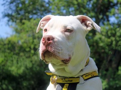 Kaos | American Bulldog | Merseyside (Liverpool) - 2