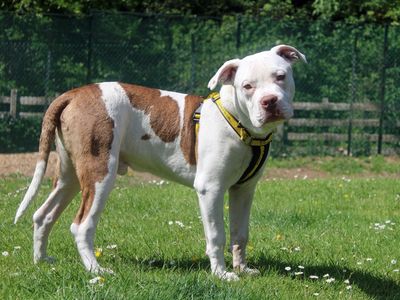 Kaos | American Bulldog | Merseyside (Liverpool) - 3