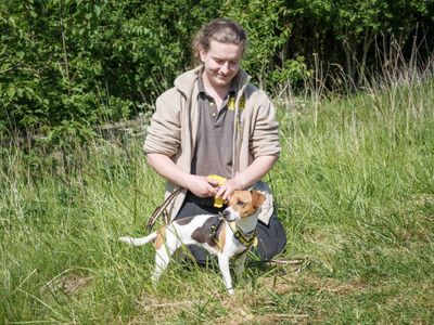 Rory | Terrier (Jack Russell) | Loughborough - 3