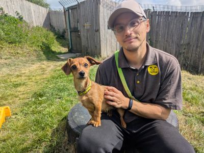 Mabel | Chihuahua (Smooth Coat) Cross | Bridgend (Wales) - 1