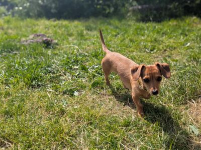 Mabel | Chihuahua (Smooth Coat) Cross | Bridgend (Wales) - 3