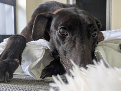 Drake | Greyhound | Shoreham (Sussex) - 3