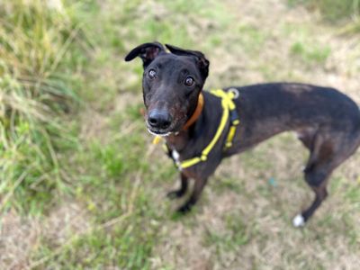 Drake | Greyhound | Shoreham (Sussex) - 5