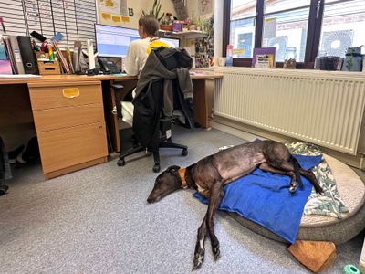 Drake | Greyhound | Shoreham (Sussex) - 3