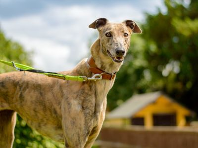 Rhubarb | Greyhound | Kenilworth (West Midlands) - 1