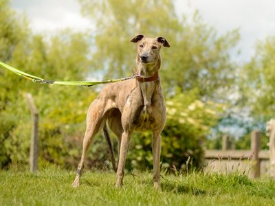 Rhubarb | Greyhound | Kenilworth (West Midlands) - 3