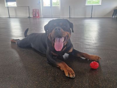 Chop | Rottweiler | Shrewsbury (Shropshire) - 2