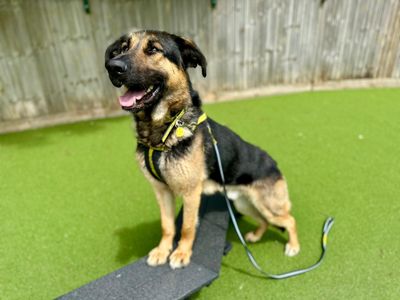 Sammy | German Shepherd Dog Cross | Canterbury - 3