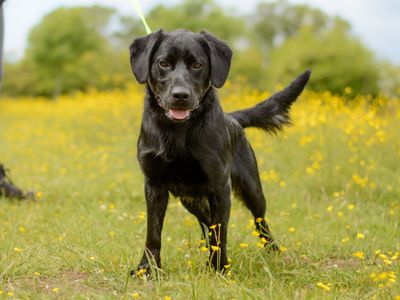 Brodie | Retriever (Labrador) Cross | Kenilworth (West Midlands) - 3