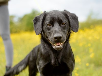 Brodie | Retriever (Labrador) Cross | Kenilworth (West Midlands) - 2
