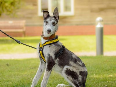 Indigo | Lurcher | Kenilworth (West Midlands) - 3