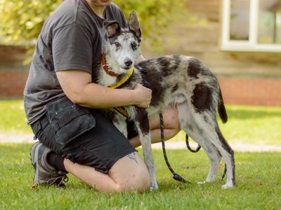 Indigo | Lurcher | Kenilworth (West Midlands) - 1