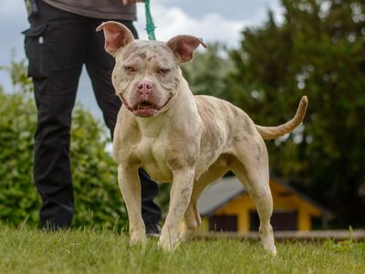 Berry | Crossbreed | Kenilworth (West Midlands) - 3